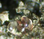 Hialite (Opale) Santa Maria di Licodia, Catania, Sicilia, Italy 0,6 mm coll. e foto L. Mattei
